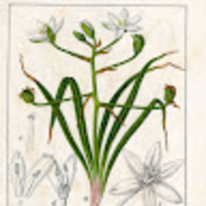 Meet your Posher, Fiore